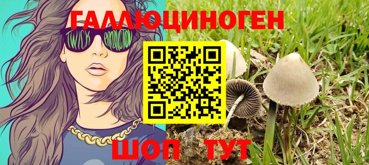 Псилоцибиновые грибы Psilocybine cubensis Когалым